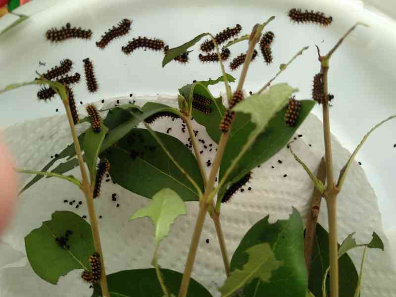 Antherina suraka Madagascar  - foto 5