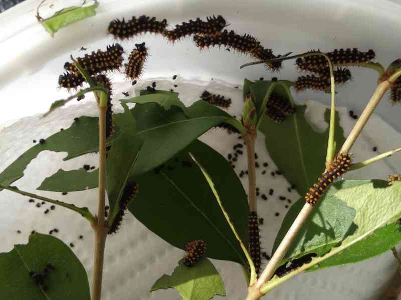 Antherina suraka Madagascar  - foto 4