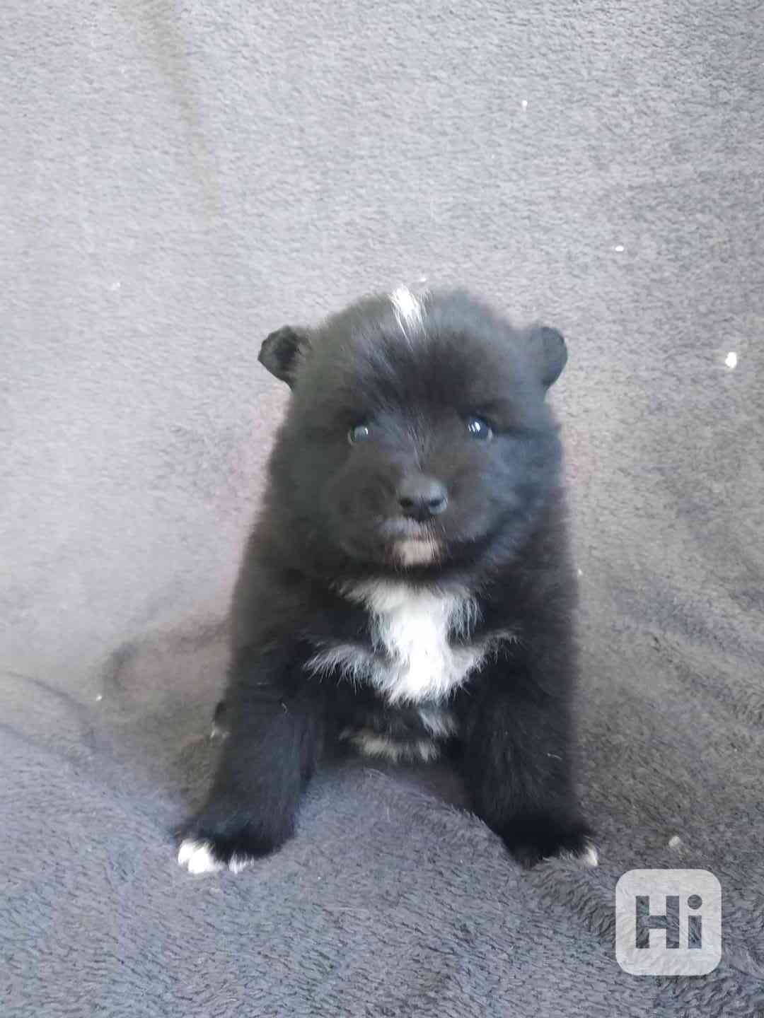 Německý špic  - foto 1