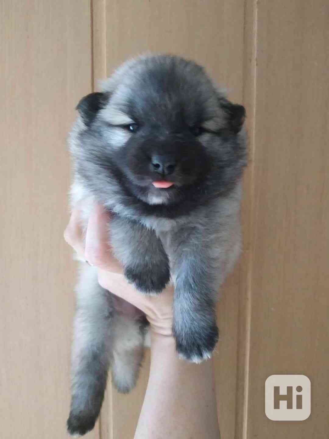 Německý špic  - foto 1