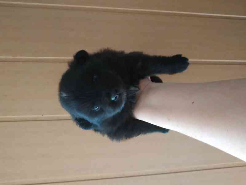 Německý špic  - foto 5