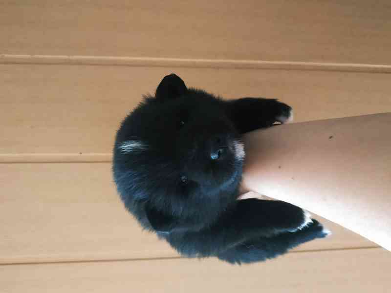 Německý špic  - foto 4