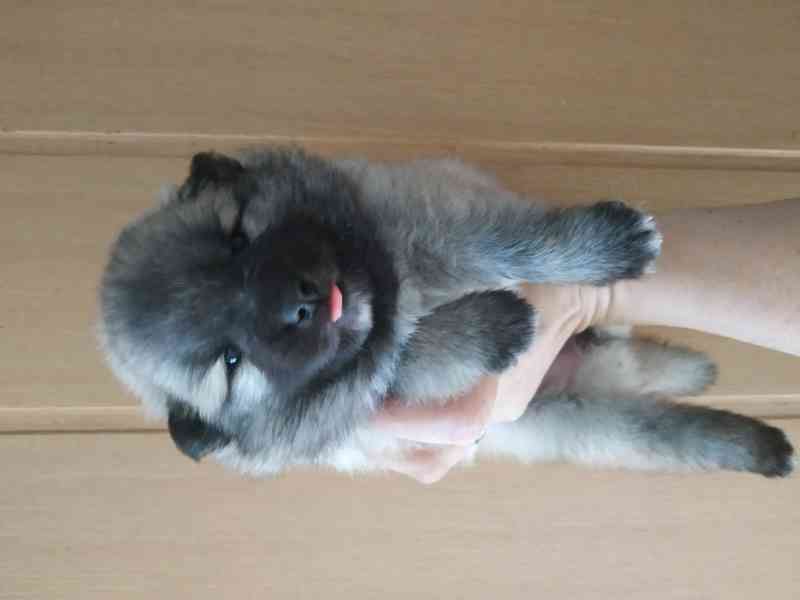 Německý špic  - foto 1