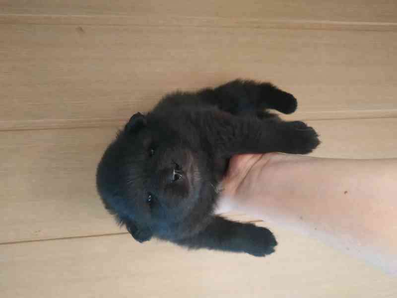 Německý špic  - foto 3