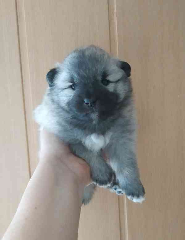 Německý špic  - foto 2