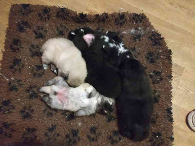 Německý špic  - foto 6