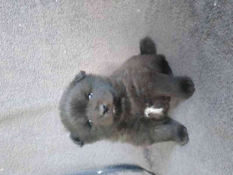 Německý špic  - foto 2