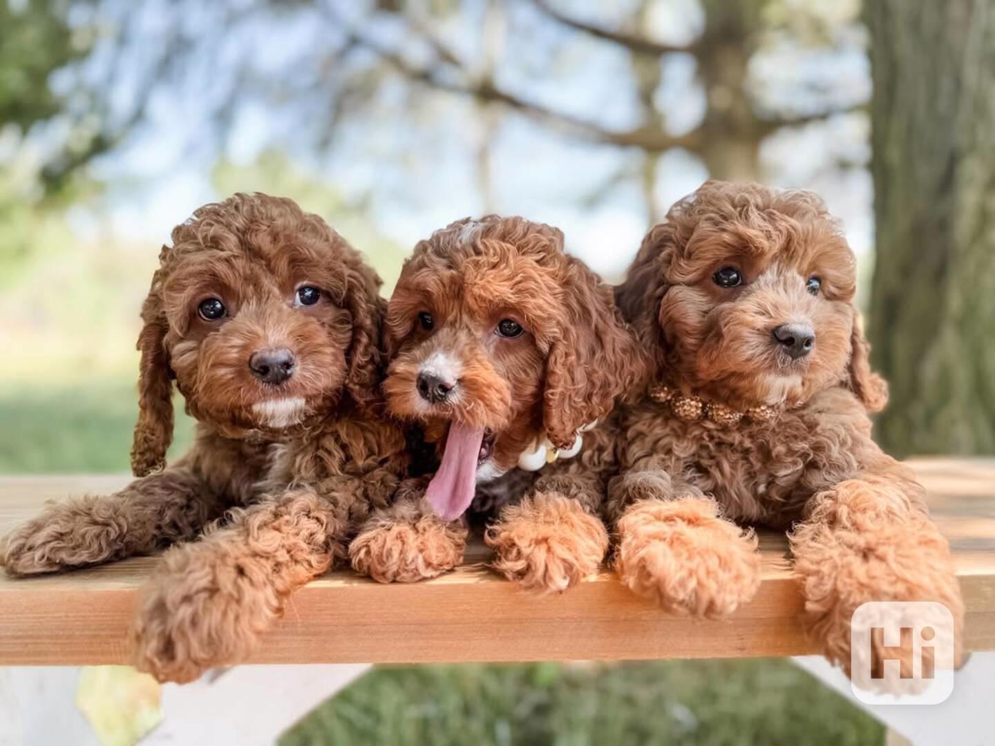 Cavapoo štěňata - foto 1