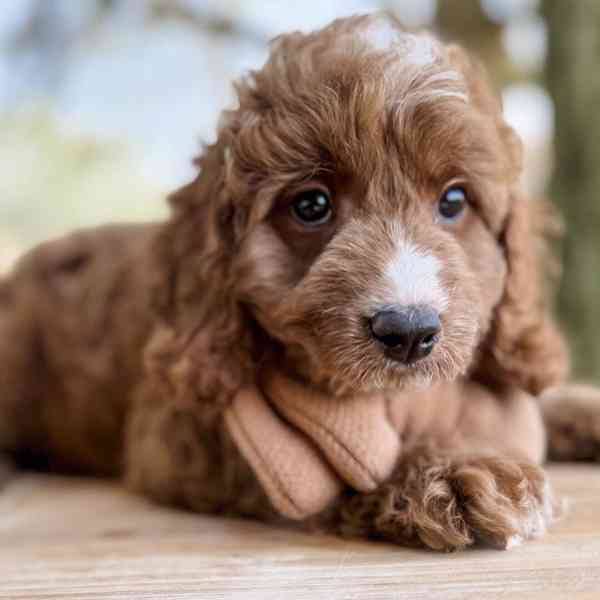 Cavapoo štěňata - foto 2