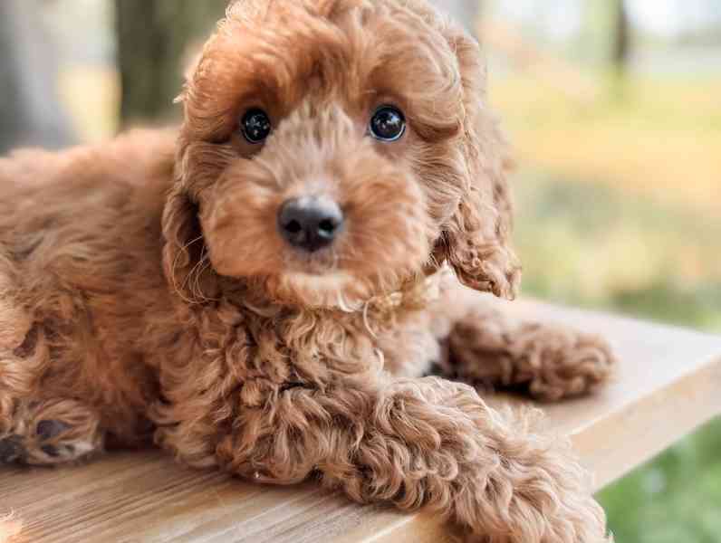 Cavapoo štěňata - foto 4