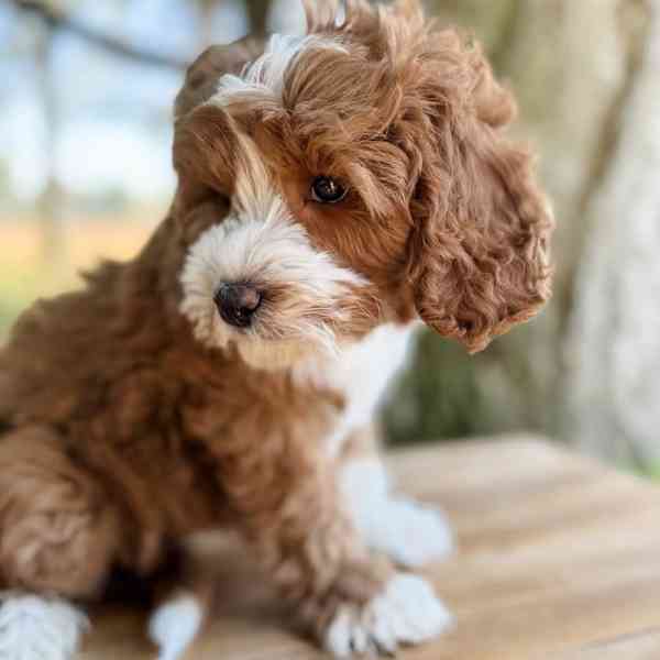 Cavapoo štěňata - foto 3