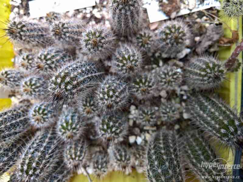 Kaktusy - foto 4