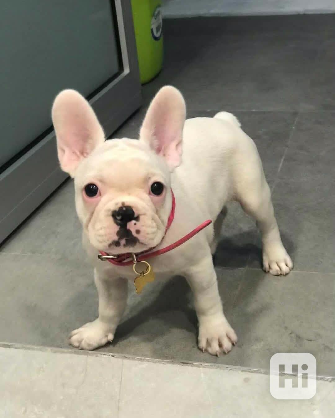 3 štěňata Francouzský buldočka Vánoční dárek  - foto 1