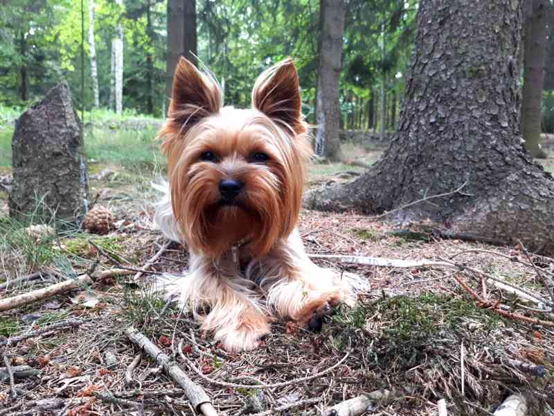 Yorkšírský teriér krytí, připuštění - foto 4