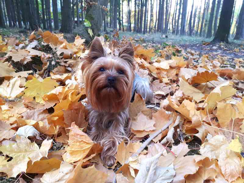 Yorkšírský teriér krytí, připuštění - foto 3