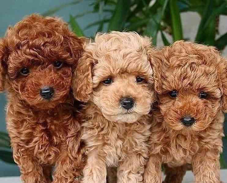 Štěňata pudla k odběru