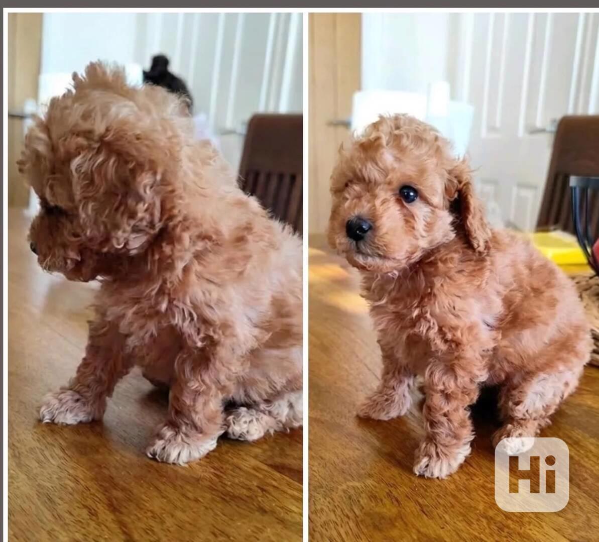 Starostlivá štěňata toy pudla - foto 1