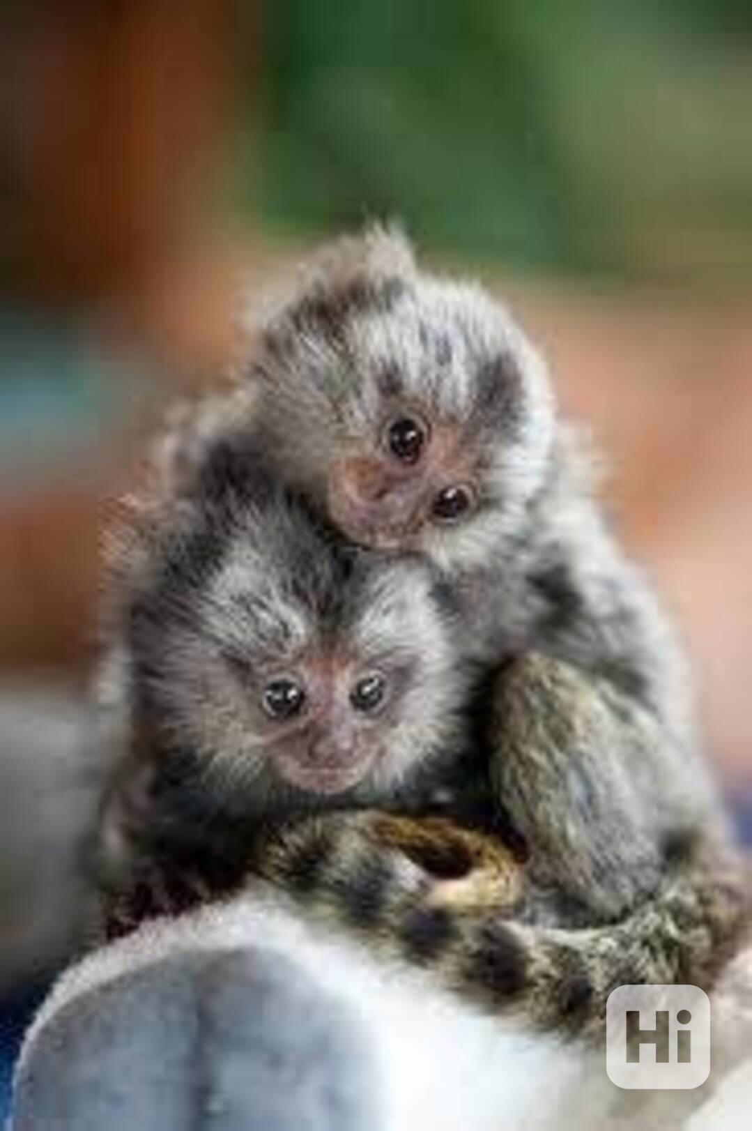 Roztomilé opice marmoset - foto 1