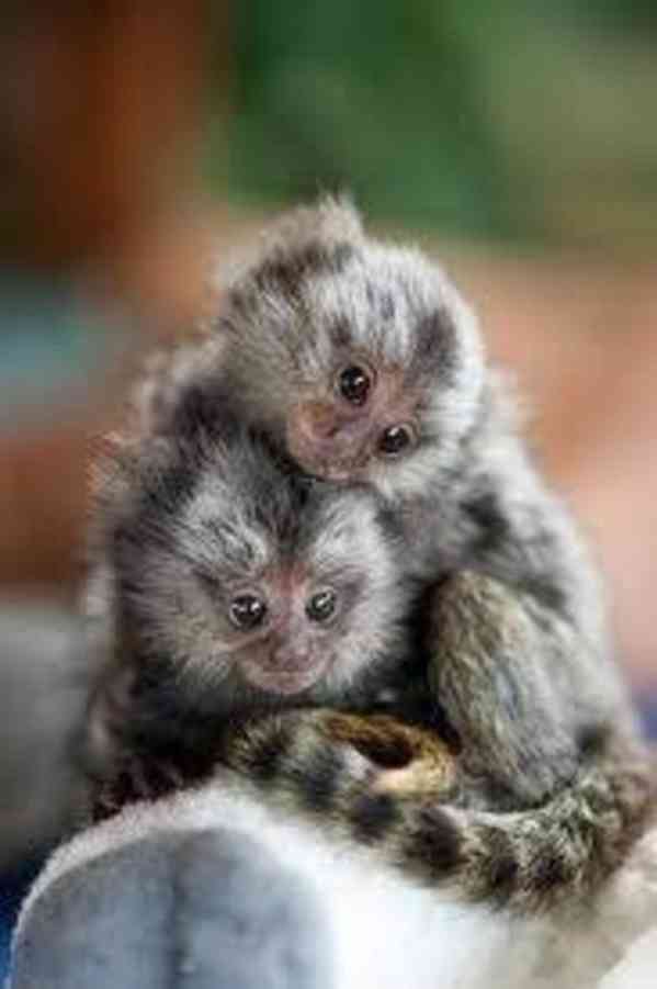 Roztomilé opice marmoset