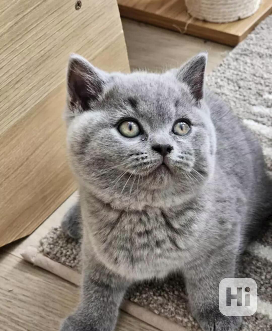 Britská krátkosrstá koťata k adopci - foto 1