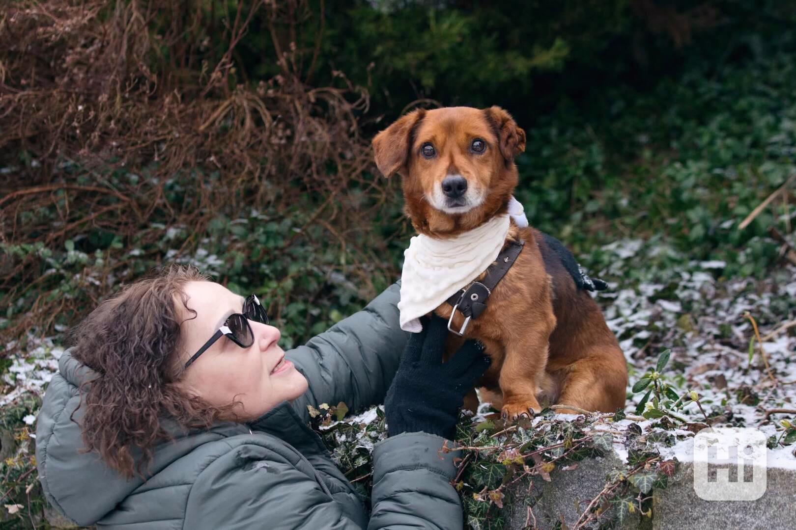 FERDA - 9 kg, kastrovaný psík 11 let  - foto 1