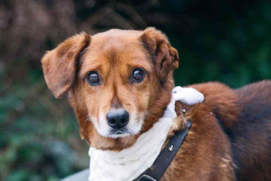 FERDA - 9 kg, kastrovaný psík 11 let  - foto 4