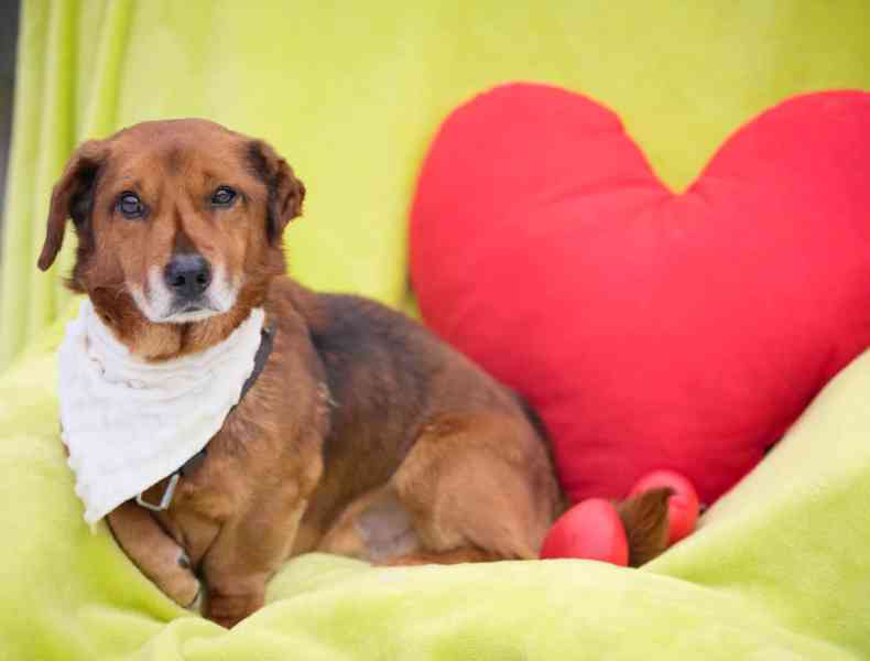 FERDA - 9 kg, kastrovaný psík 11 let  - foto 2