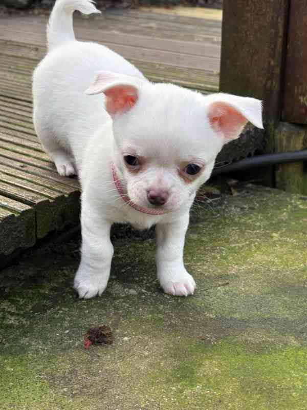 Čivava -stenatka - foto 1