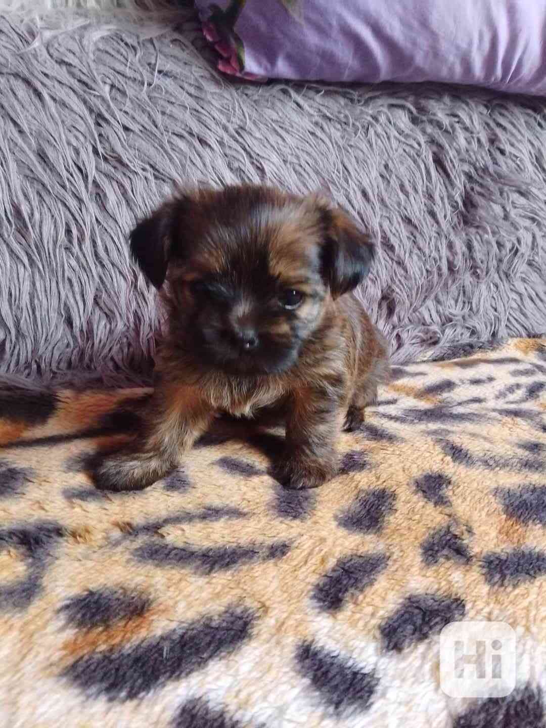 Shih- Tzu stenatka - foto 1