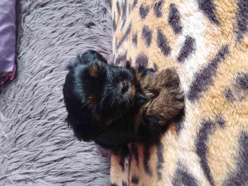 Shih- Tzu stenatka - foto 5