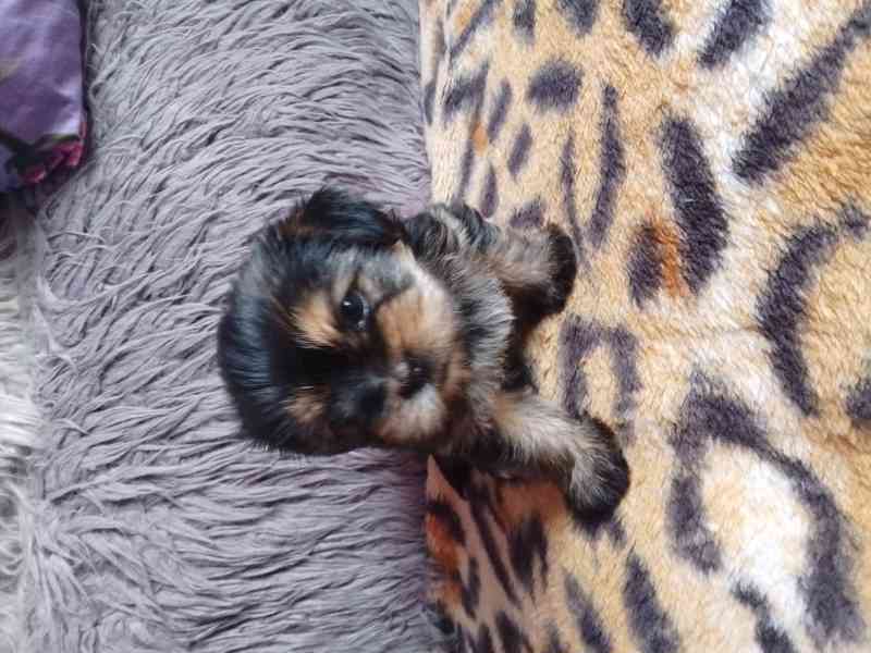 Shih- Tzu stenatka - foto 4