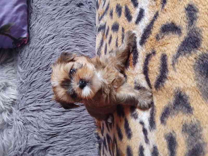 Shih- Tzu stenatka - foto 6