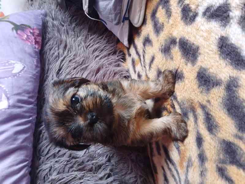 Shih- Tzu stenatka - foto 2