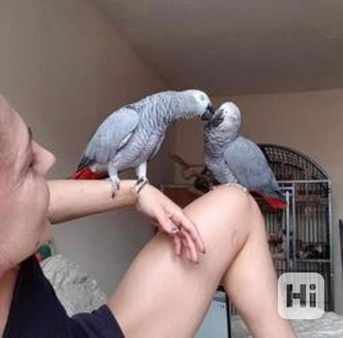 Prodám papoušky šedé s klecí - foto 1