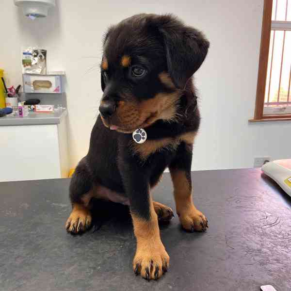 Rotvajleři k adopci zdarma - foto 1