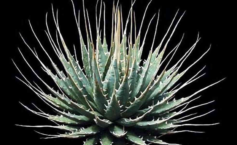 Sazenice Agave Utahensis - foto 1
