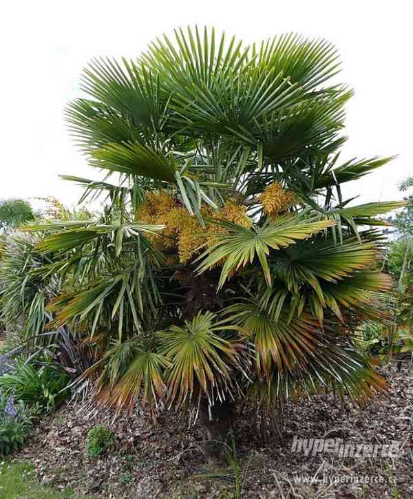 Palma trachycarpus fortunei - sazenice - foto 1