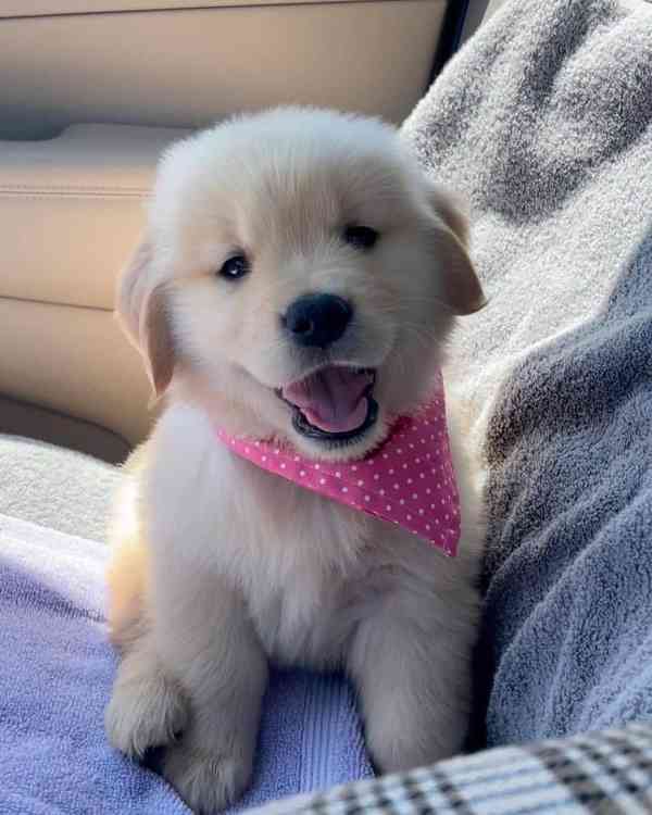 Roztomilé štěně zlatého retrívra zdarma k adopci  - foto 2