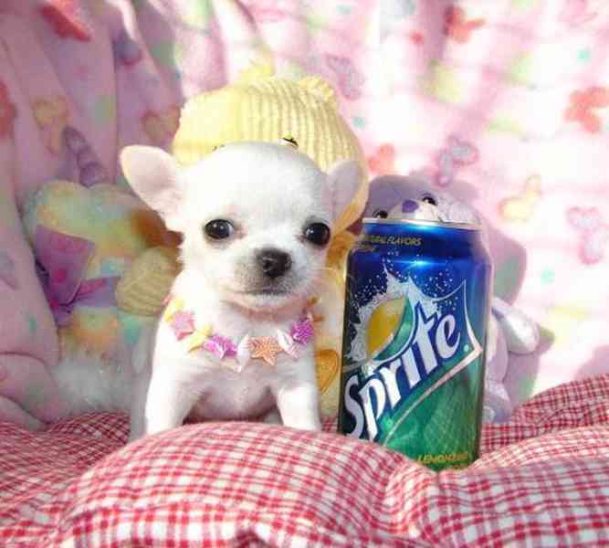 Registrovaná čivava štěňata