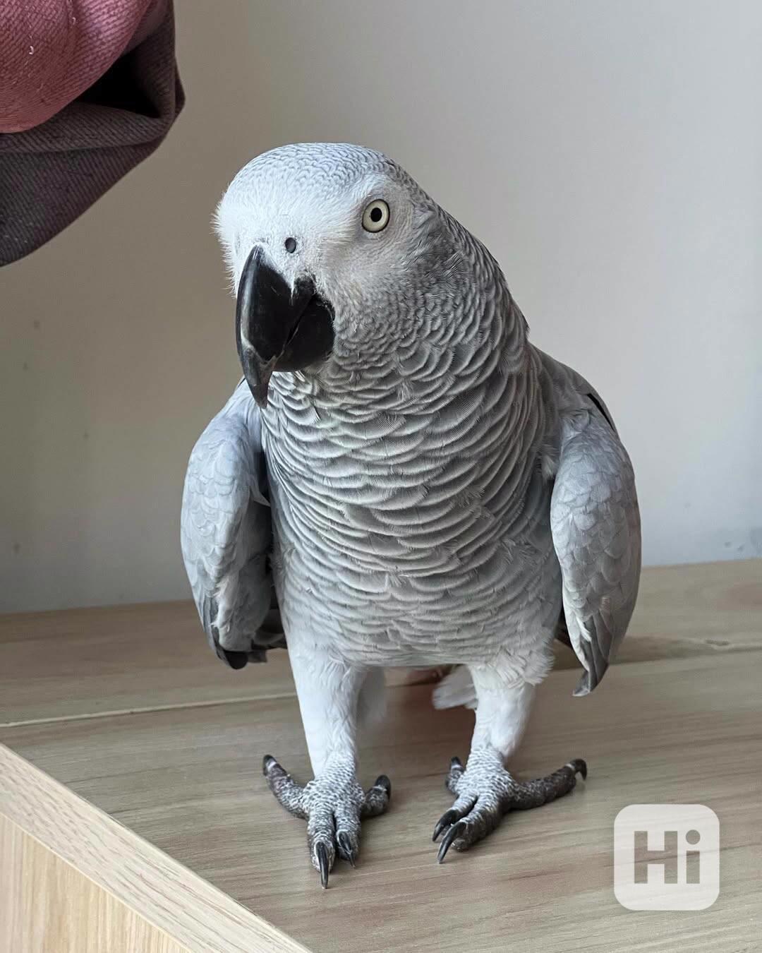Africké šedé papoušky na prodej - foto 1