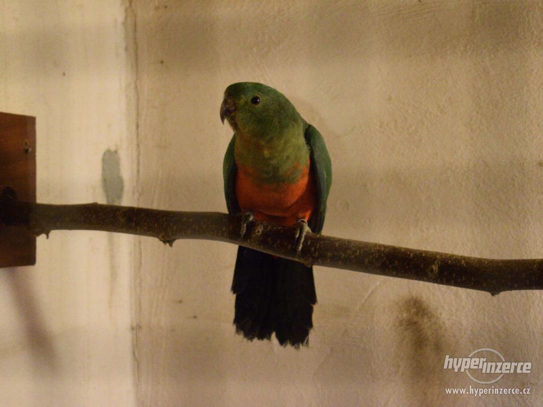 Papoušek Královský samice - foto 1