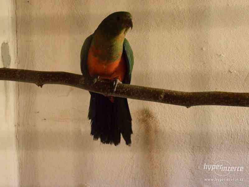 Papoušek Královský samice - foto 2