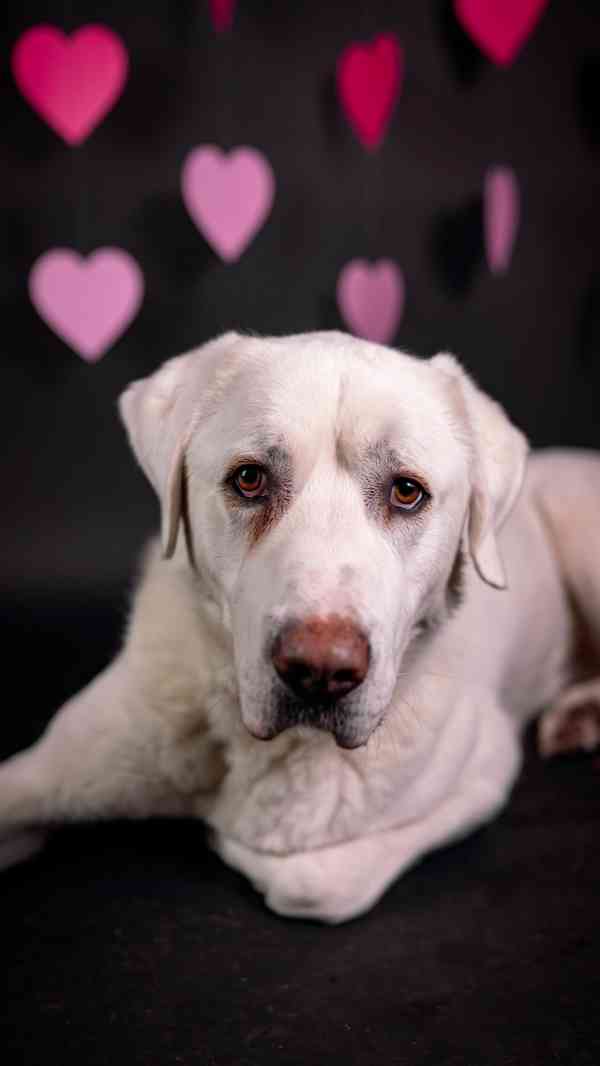 Theo - něžný ale temperamentní kluk, 2 roky - foto 3