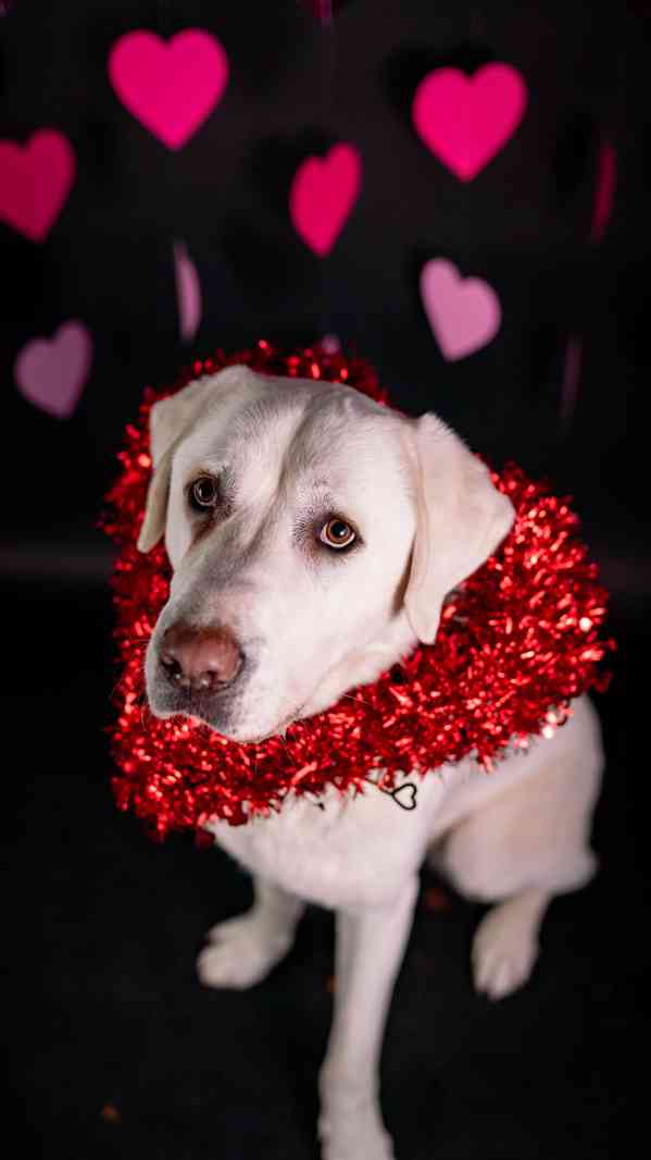 Theo - něžný ale temperamentní kluk, 2 roky - foto 8