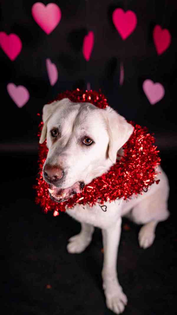 Theo - něžný ale temperamentní kluk, 2 roky - foto 9