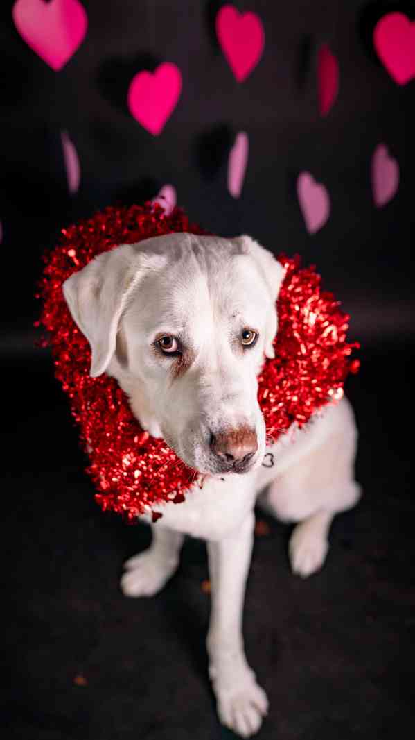 Theo - něžný ale temperamentní kluk, 2 roky - foto 11