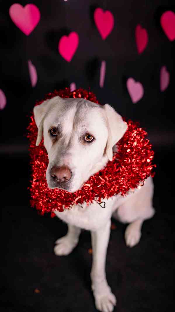 Theo - něžný ale temperamentní kluk, 2 roky - foto 10