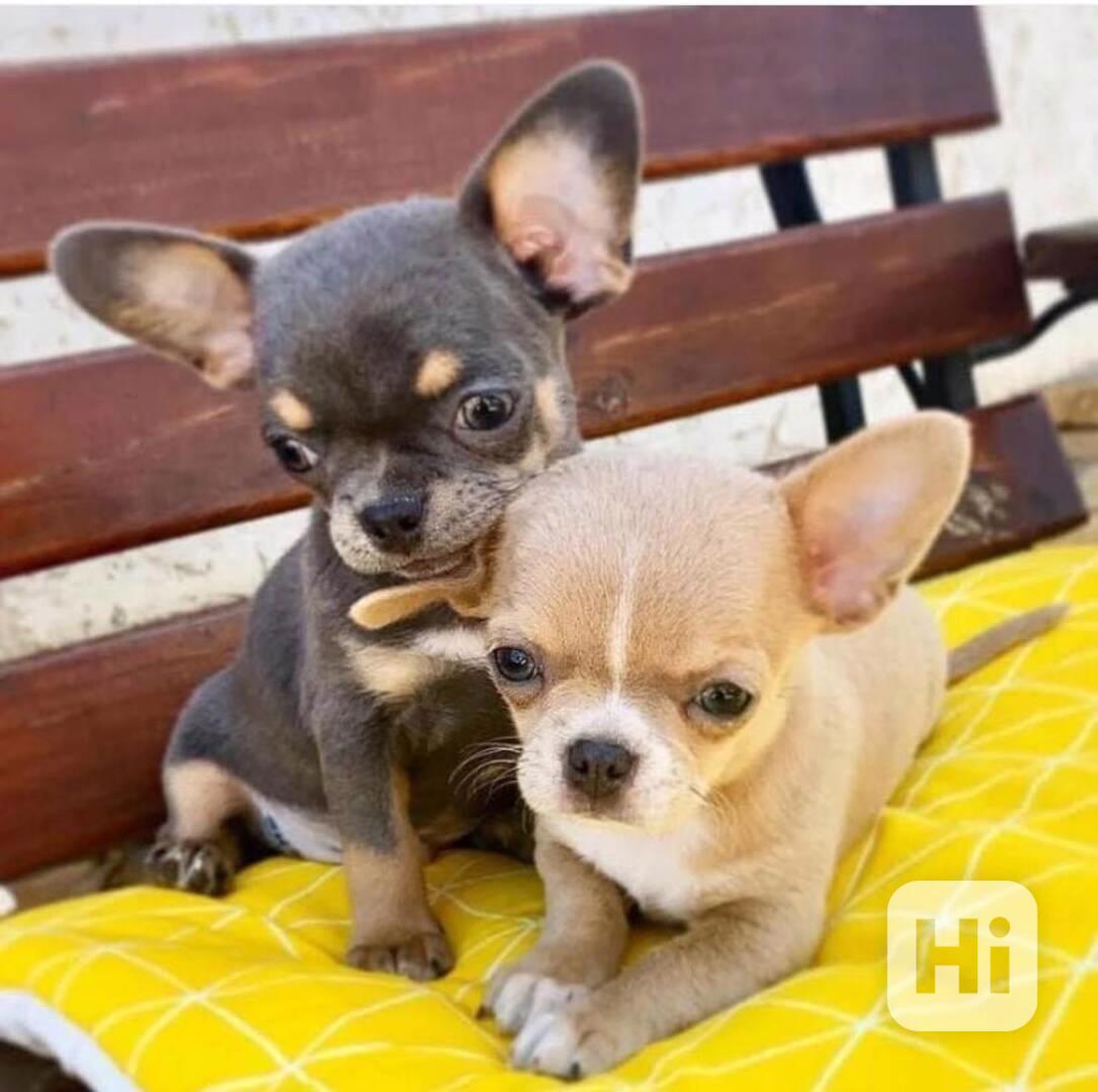 Čivava na prodej s PP - foto 1