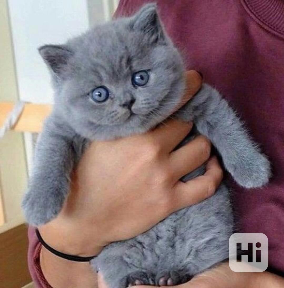 Britská koťátka s pp - foto 1
