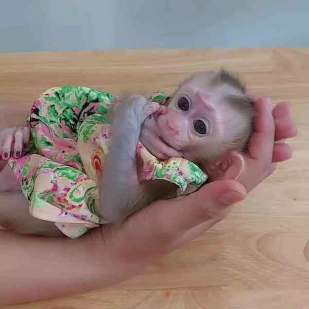 Zdravé opice kapucíny k adopci - foto 1